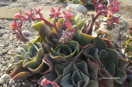 Echeverias in bloom (c)