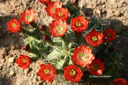 Echinocereus triglochidiantus (c)