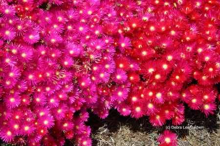 Ice plant (c)