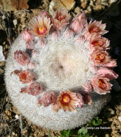 Mammillaria candida (c)