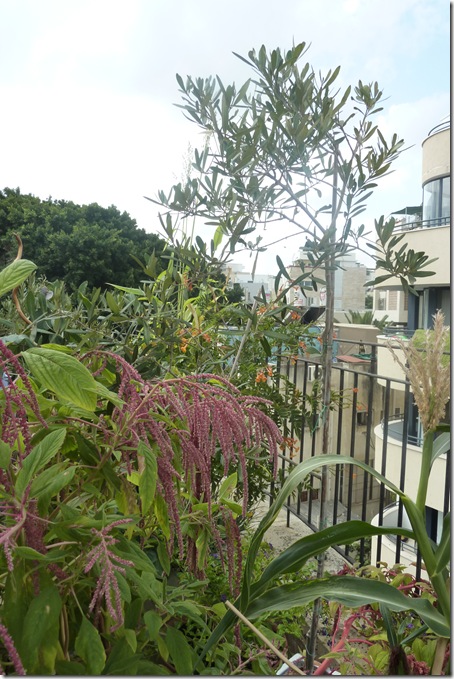 P1050116