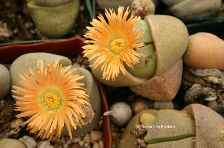 Pleiospilos nelii (c)