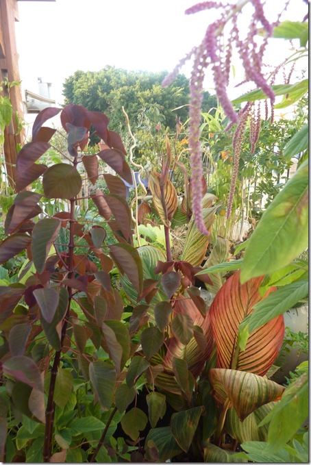 Rooftop Garden on 80611 001