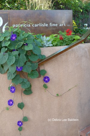Santa Fe morning glory
