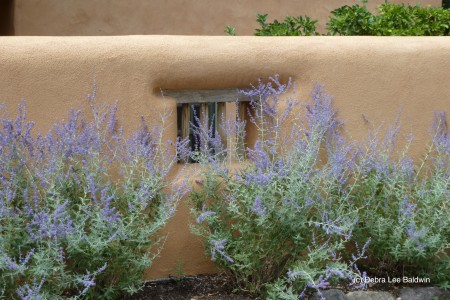 Santa Fe salvia2