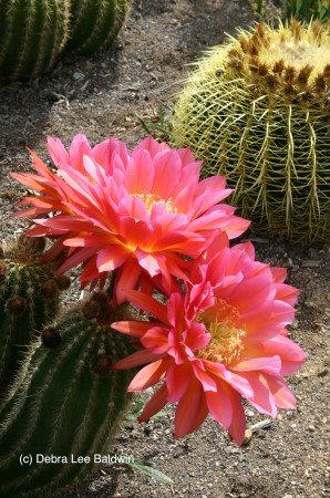 Tricocereus, pink (c)