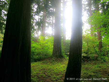 Oregon woodland garden