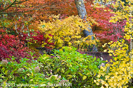 holt_287_6266-fall-color-filoli Filoli autumn trees