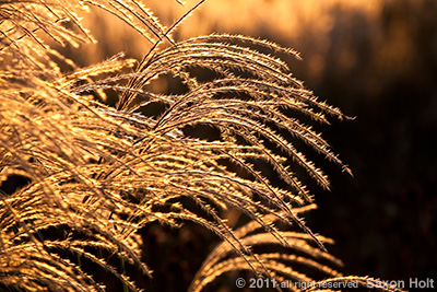 holt_606_299 Backlit flower head of Miscanthus sinensis 'Malepartus'