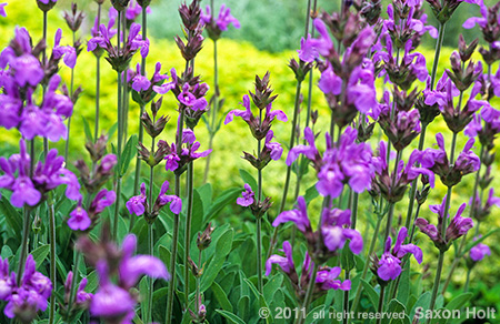 holt_732-283-salvia-officinalis-flowers