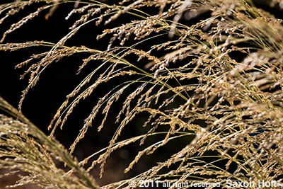 holt_816_0859 Panicum virgatum 'Dallas'Blues'