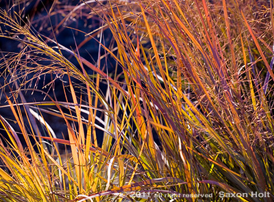 Love grass Eragrostis elotti Love grass Eragrostis elotti