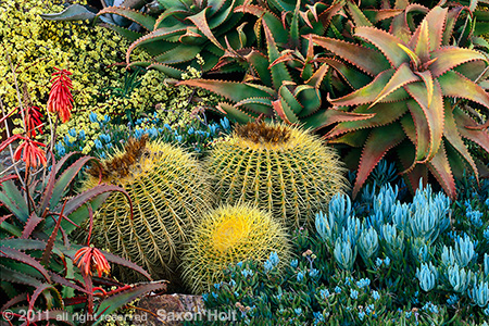 succulent tapestry