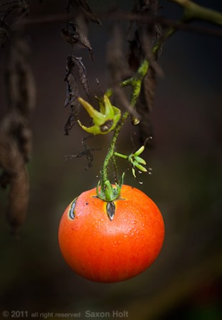 holt_903_2032-last-tomato Last ripe tomato