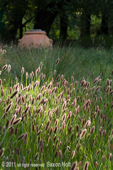 holt_942_090 vertical photo pennisetum red bunny tails