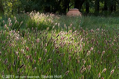 holt_942_091 pennisetum red bunny tails