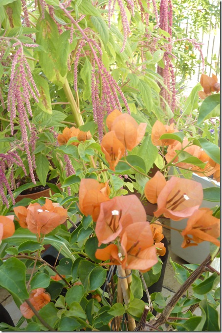 P1050133