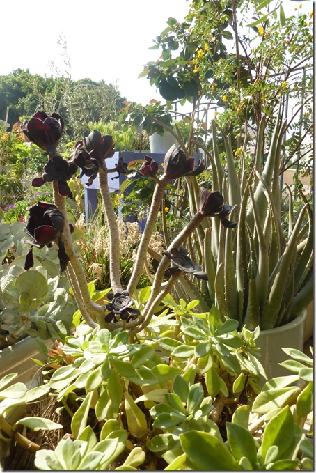 P1050205