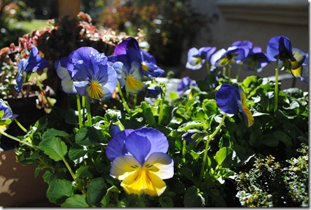 Photo 2 - Pansies
