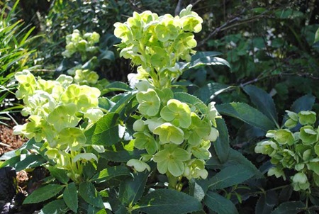 Photo 3- Corsican Hellebore