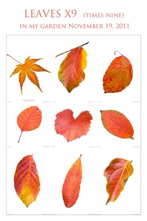 leaves x9 no ID