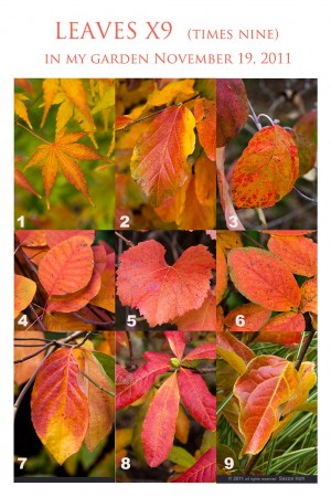 Leaves_x9_full_1024