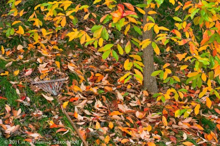 tupelo in Saxon holt garden