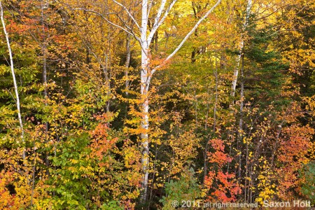 V ermont trees in fall color