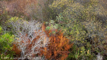 native shrub tapestry mixed border