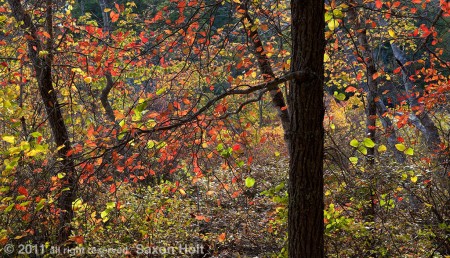 holt_1043_041