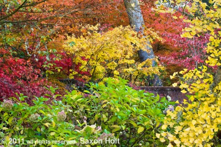 filoli, fall color