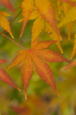 japanese maple raw