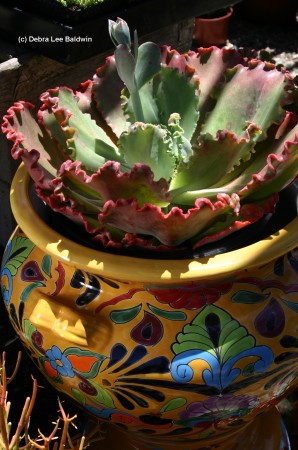 Talavera pot w echeveria (Terra Sol)