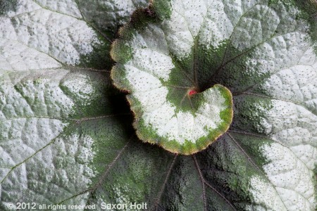 Begonia 'Escargo'  silver variegated swirled spiral leaf foliage