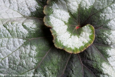 Begonia 'Escargot' Begonia 'Escargot' varigated foliage swirl