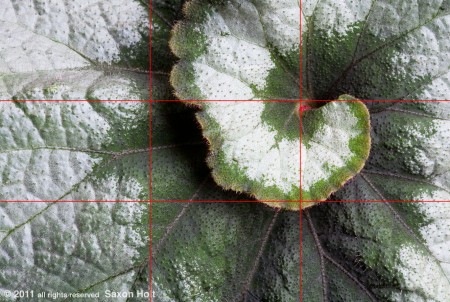 grid over begonia photo