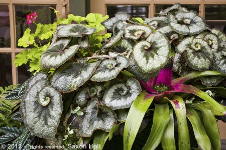 scott arboretum container of foliage plants