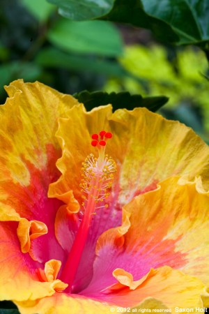 Hibiscus rosa-sinensis flower 'The Path'