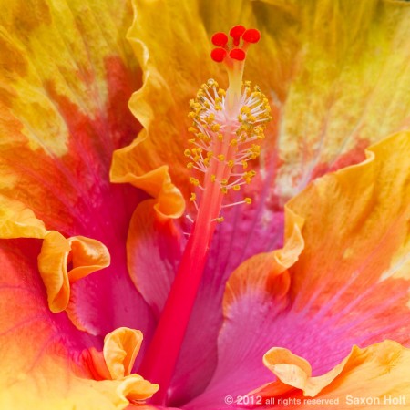 staminal column and yellow pollen on anthers