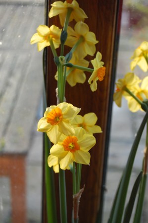 Falconet, a Tazetta type daffodil,