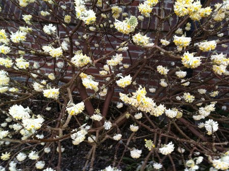 Edgeworthia chrysantha - a spectacular late winter flowering shrub, at RHS Garden Wisley.