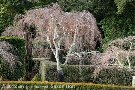 cherry tree in winter at filoli garden