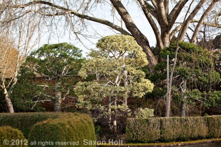 pruned english holly in formal garden