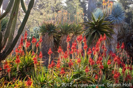 Aloe backlit in the Desert Garden at The Huntington Garden