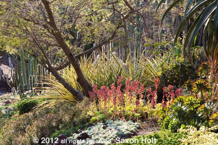 the desert garden at the huntington botanic garden