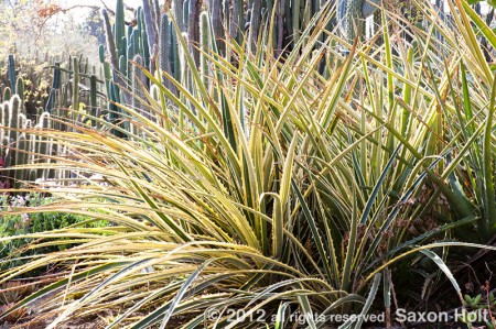 bromeliad 'Hearts of Flame' in the huntington botanic garden