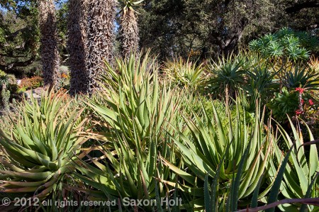 Aloes in the huntington garden front light
