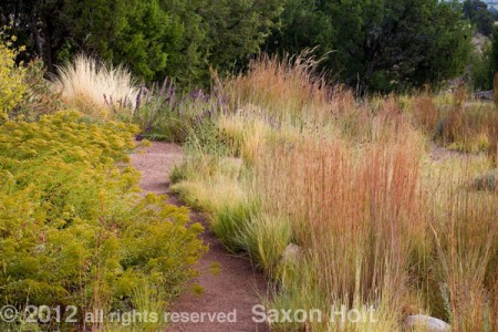Albuquerque meadow lawn by Judith Philips