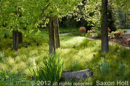 Carex meadow lawn under trees