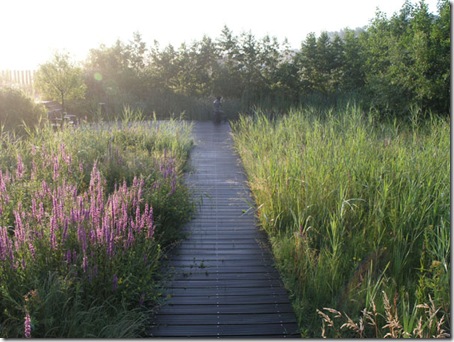 Locus flavum garden in Holland 029